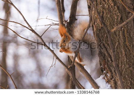 Squirrel eating a nut on a tree in winter