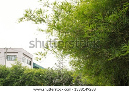 Nature landscape view of bamboos branch with natural light in blur style. Beautiful green leaves and tree with bokeh in tropical forest. Growing bamboo border design over blurred sunny background