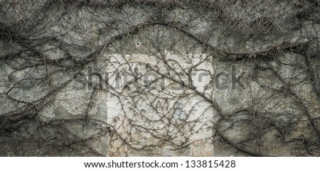 Vine background. Old wall covered with leafless vine in early spring
