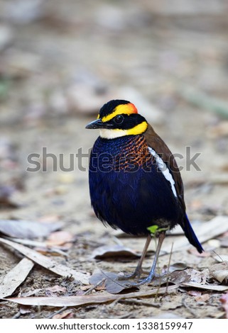 Adult male Malayan banded pitta (Hydrornis irena), low angle view, side shot, standing on the grounds covered with dry leaf in tropical rainforest, Sri-Phang Nga National Park, southern of Thailand.
