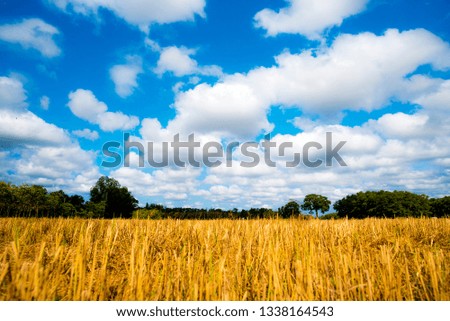 
Blue sky and white clouds and golden meadows.Bright blue background.
Relaxing feeling like being in the sky.