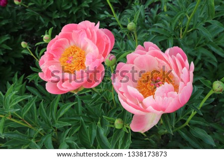 Coral color peony flower