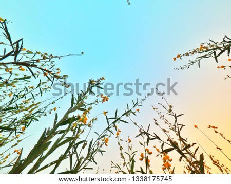  Beautiful yellow flowers in agriculture farm with blue sky and copy space using as background, Flower concept, Spring concept.