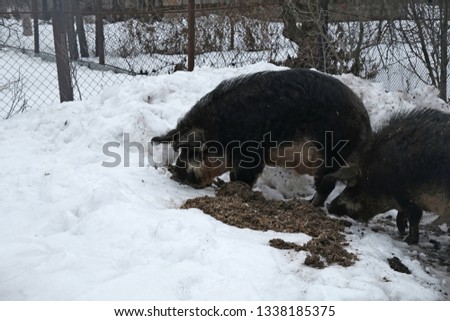 Homemade pig on walk in winter