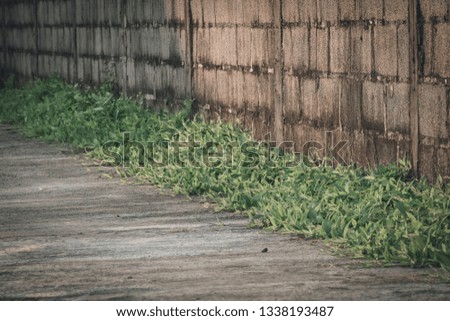 Picture of a weed beside the wall