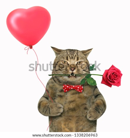 The funny cat with a red rose in his mouth holds a holiday heart shaped balloon. White background.