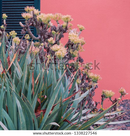 Plants on pink concept.  Tropical green on pink wall