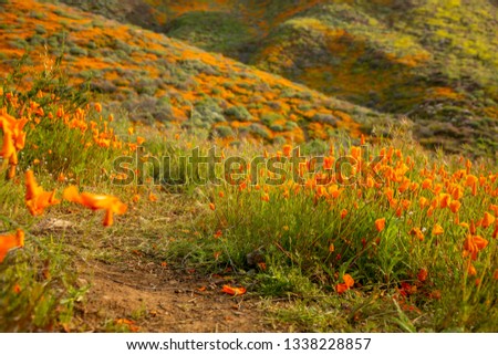 Bloom fields of California golden poppies in Lake Elsinore, Spring 2019