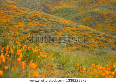 Bloom fields of California golden poppies in Lake Elsinore, Spring 2019