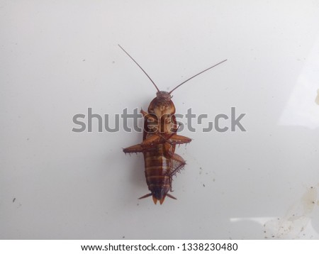dead cockroaches on a white background. cockroach picture. cockroach carcass