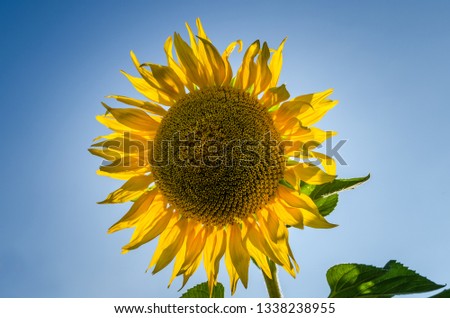 Closeup of sunflower with blue sky in background.