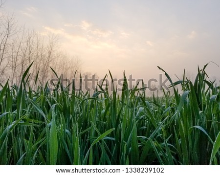 A field of grass in the beauty of the morning dew and sunlight.