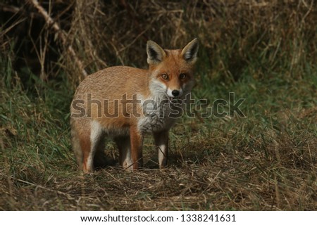 A magnificent Red Fox (Vulpes vulpes) hunting for food at the edge of shrubland.