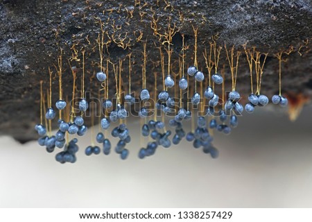Hanging sporangia of yellow slime mold, Badhamia utricularis
