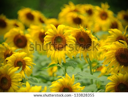 Sunflowers park