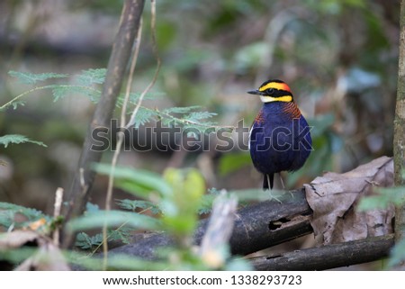 Beautiful adult male Malayan banded pitta (Hydrornis irena), low angle view, front shot, standing on the decayed fallen tree in tropical rainforest, Sri-Phang Nga National Park, south of Thailand.