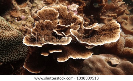 coral found at coral reef area at Tioman island