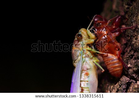 Macro picture of huge cicada molting process.