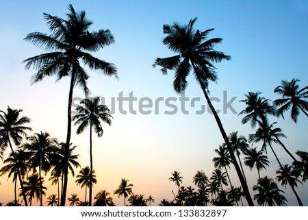 Palms and sun, tropical sunset taken in Goa, India