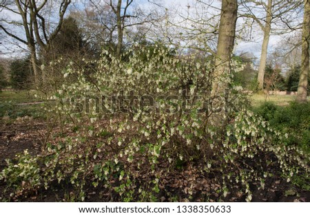 Wintering Flowering Currant Shrub (Ribes sanguineum 'White Icicle') in a Shady Woodland Garden in Rural Cheshire, England, UK