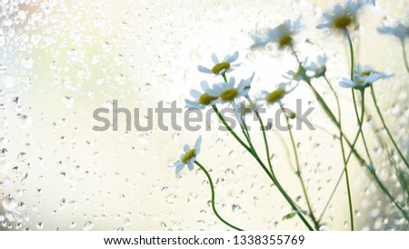 A bunch of lovely white daisy summer flowers, photographed against a window covered with raindrops on a rainy day, creates a moody melancholic atmosphere, blurred background, shallow depth of field. 
