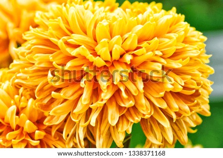 Beautiful orange chrysanthemum as background picture. Chrysanthemum wallpaper and texture.