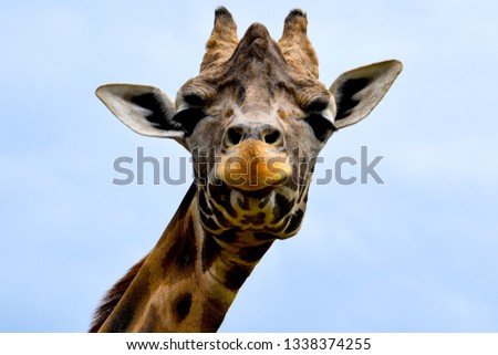 Giraffe face close up