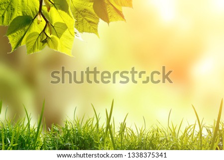 Green leaves with grass against blurred nature background with sunlight