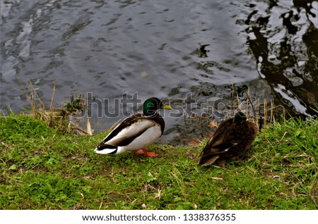 picture of duck on  side of canal