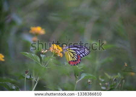 Beautiful common lime butterfly sitting on the flower plants in its natural habitat