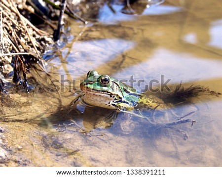 a frog in a lake basks in the sun near the shore