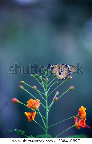 The Plain Tiger butterfly sitting on the flower plants in its natural habitat