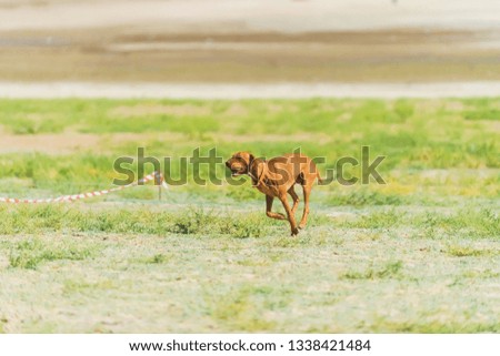 The dog is brown. Green grass. Friend of man.  Pet in nature. Red hound dog running. Shrub plants.