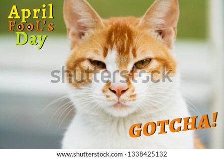 April Fools Day, Gotcha, portrait of white-light brown cat