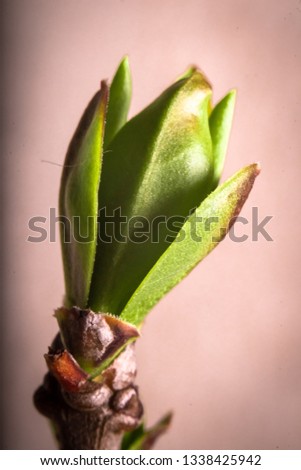 First spring burgeon bud of wild plants in the forest. Close-up macro photography.