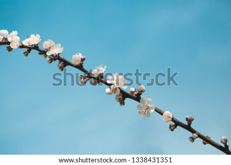 Beautiful cherry blossom sakura in spring time over blue sky. - Image
