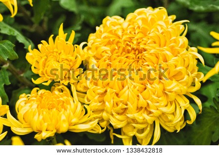 Beautiful yellow chrysanthemum as background picture. Chrysanthemum wallpaper and texture.