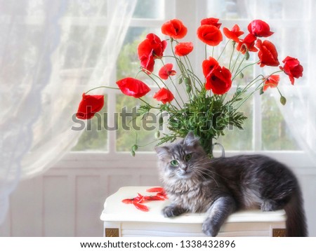 Still life with bouquet of poppies and funny kitty