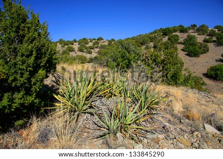 Junipers and banana yuccas in Cerillos Hills State Park Royalty-Free Stock Photo #133845290