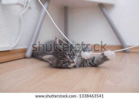blue tabby maine coon kitten lying on the floor playing with notebook charging cable
