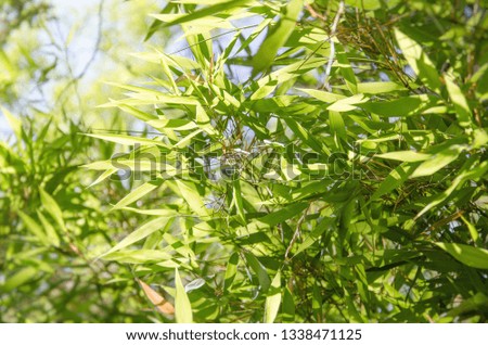 Green leaves bamboo on bokeh background