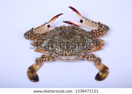 horse crab isolated on white background