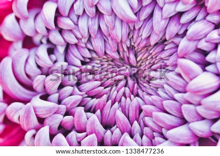 Beautiful white - pink chrysanthemum as background picture. Chrysanthemum wallpaper and texture.
