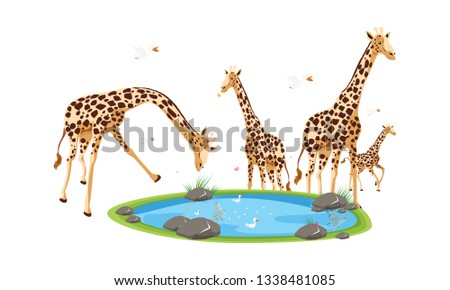 A vector illustration of a family of giraffes with duck family eps 5 - Vector
