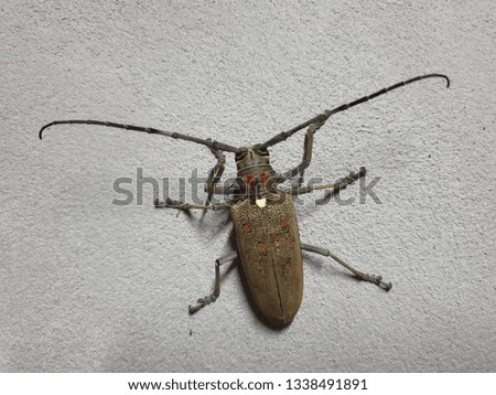 Longhorn beetle. Coleoptera-Cerambycidae or sugarcane stem boring grub