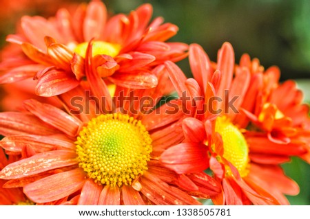 Beautiful red chrysanthemum as background picture. Chrysanthemum wallpaper and texture.