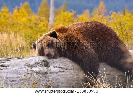 A Bear in Alaska laying down for a rest Royalty-Free Stock Photo #133850990