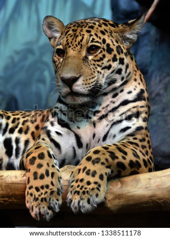 Jaguar is a cat, a feline in the Panthera genus only extant Panthera species native to the Americas. Jaguar is the third-largest feline after the tiger and lion, and the largest in the Americas.