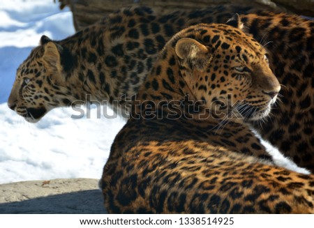 Amur leopard is a leopard subspecies native to the Primorye region of southeastern Russia and the Jilin Province of northeast China.