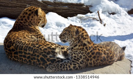 Amur leopard is a leopard subspecies native to the Primorye region of southeastern Russia and the Jilin Province of northeast China.